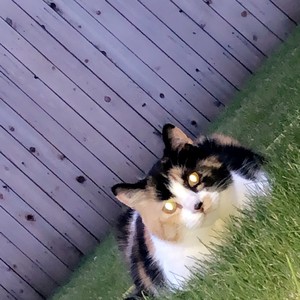 Sober (feat. Apollo the wave) (Explicit)