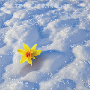 不跪的花（迎着风雪独自挺拔）-铃小花儿