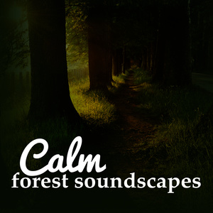 Calm Forest Soundscapes