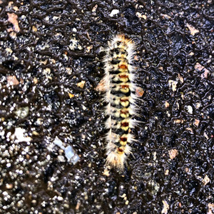 mi detesto (feat. tommi & moth.) (Explicit)