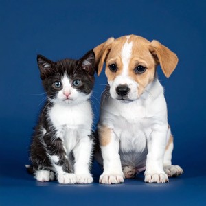 Toques Suaves En La Esquina De La Comida