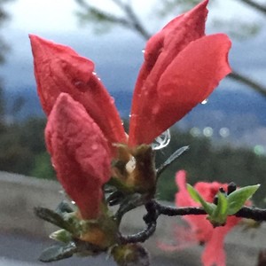 三月桃花【伴奏】 (伴奏)