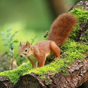 松鼠救崽(那撕裂般的痛换你一声啼哭)