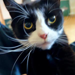 Death With No Halo (feat. KEZURA, Wülf Boi, Rhyce Records, Jaxks Veil, Thrizzy & BLVCKOUT)