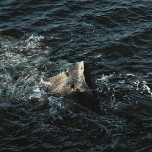 忘不掉的人像星星