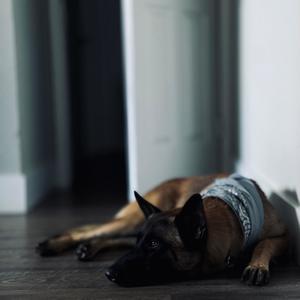 Sha'Carri / Talkin Murda (Explicit)