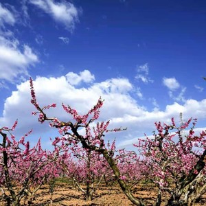 桃源忆故人·初春晨曲