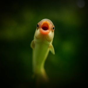 Toma Milkshake De Morango