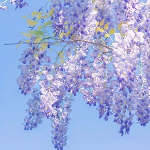 一花一剑 (DJ Remix)