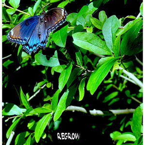 Regrow