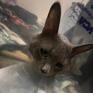 RAGEASATRAUMARESPONSE 2.5//RAGE4KANEDA (Explicit)