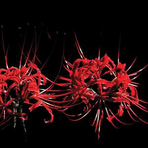 Fleece Sweaters (feat. ILL KALIL & Lithium Pineapple) (Explicit)