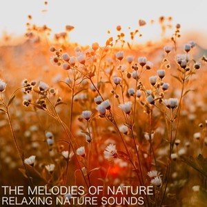 Sounds of Wildlife