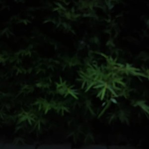长相思