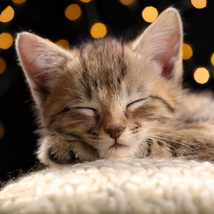 Guitarra Tranquila Para El Sueño Del Gato