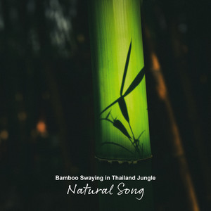 Bamboo Swaying in Thailand Jungle