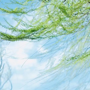 春风如你 (伴奏)