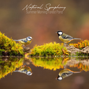 Summer Morning Forest Pond