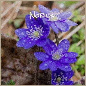 Nobilis