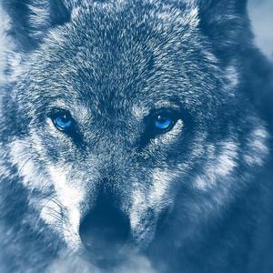 Wolves