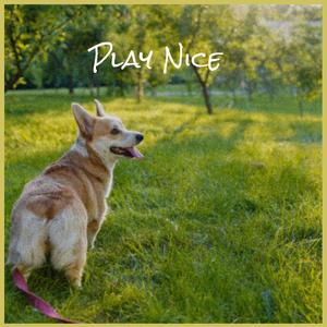 Play Nice