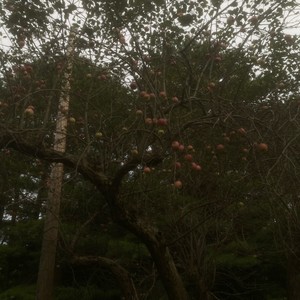 Cherry Pie (Demo)