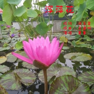 浮萍花