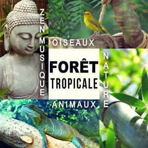 Forêt tropicale - Nature, Animaux, Oiseaux, Zen musique de relaxation profonde pour détente, Méditation, Spa, Yoga, Bien-être et Sommeil, Dormir bien