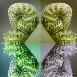 羊歯曼荼羅 ～ 七つの休日 ～