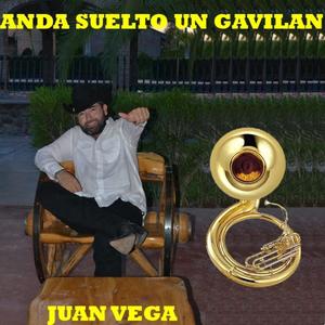 Anda Suelto un Gavilan