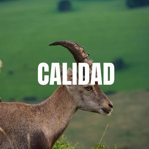 CALIDAD (Explicit)