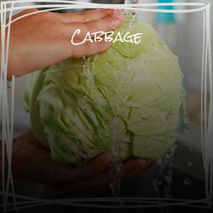 Cabbage