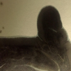 Digital War 4 Analog Peace (Falhaber Remix)