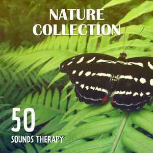 Nature Collection – 50 Sounds Therapy: Relaxation, Magical Journey Across the Oceans & Forests, Rain Hum, Waves Vibration