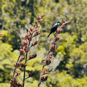 Tarawera Forest