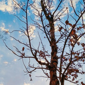 Can't **** This Up(feat. ShaqiLLiWiLL)(Freestyle) (Explicit)