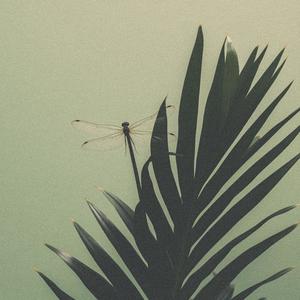 PVMPK Synth - Dragonfly