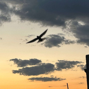 Просто говорю