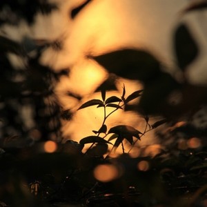 Feng Yue Qian Zui (风月浅醉)