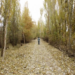 安不二 - 亲爱的苏