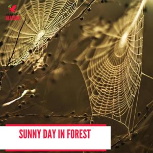 Sunny Day in Forest