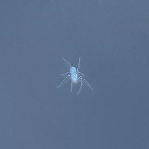 iWish (Explicit)