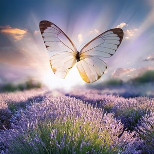 Curtains Moving In Stillness