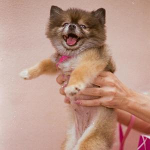 Mala Mía - Perrería Remix (feat. Malacalabra) (Perrería Remix)