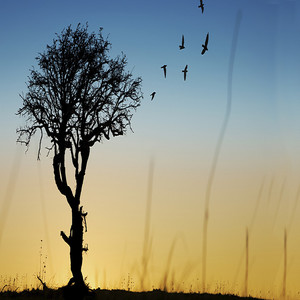 The Lonely Years