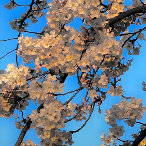 定格让幸福具象化（纯音乐bgm）