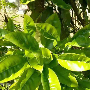 最后却在找借口