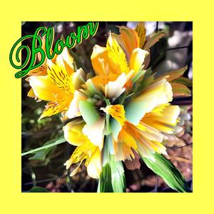 Bloom