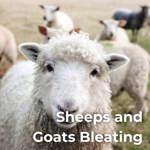 Goat Bells