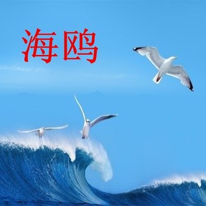 宁冬虎 - 海鸥